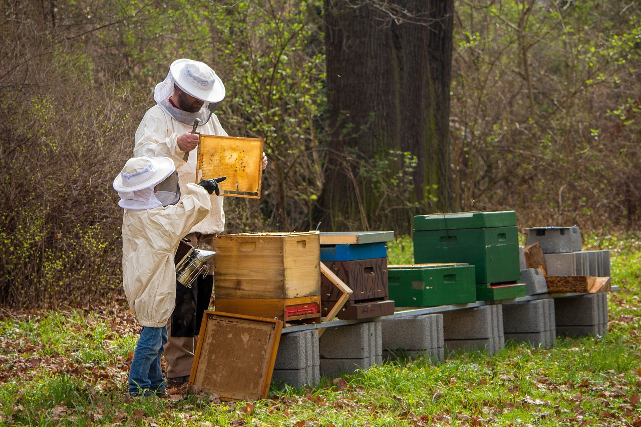 Beehives line a yard with a forested area in the background. A man and a child dressed in white beekeeping garb attend the honey hives.